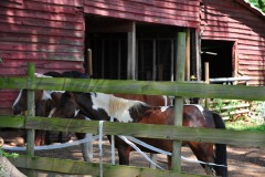 Done with the salt lick...