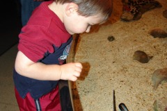 Nicholas checks out a horseshoe crab...