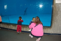 No, that dolphin didn't do a face plant...