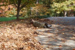 Nicholas rolling down the hill...