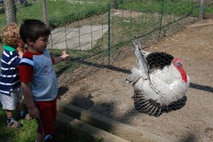 Nicholas was certainly fascinated by this tom turkey...
