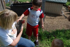 Nicholas petting the chicken...