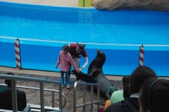 Shaking hands with a sea lion...