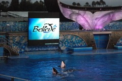 Whales at play...