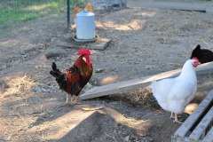 Foghorn Leghorn?
