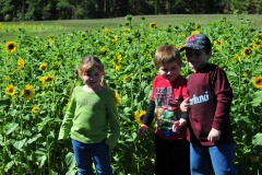 Hanging out amongst the sunflowers...