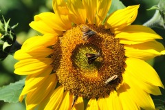 The sunflower is seeing a ton of activity...
