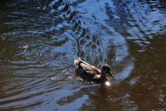 Everything is just ducky...