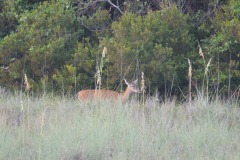 Visitors at dusk...