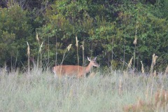 Visitors at dusk...