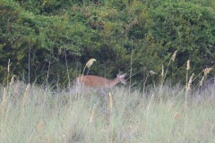 Visitors at dusk...