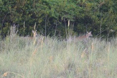 Visitors at dusk...