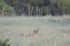 Visitors at dusk...