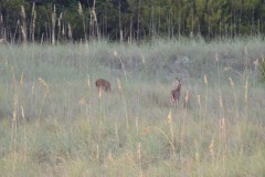 Visitors at dusk...