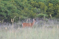 Visitors at dusk...