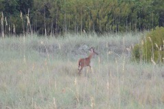 Visitors at dusk...