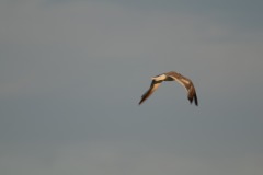 Seagull at dusk...