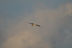 Seagull at dusk...