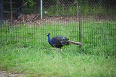 Peacock on the stalk...