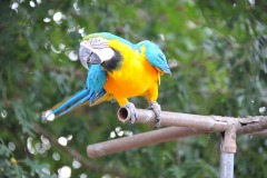 Lovely parrot...