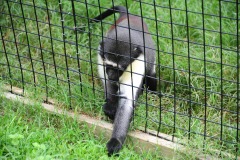Scrounging for some food...