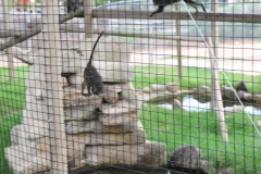 Swamp monkeys playing in the pool...