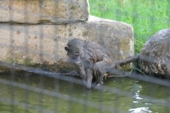 Swamp monkeys playing in the pool...