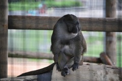Meanwhile, he's watching to goings on in the swamp monkey pool...