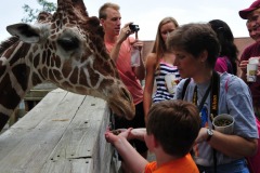 Giraffe finding a yummy treat... :)