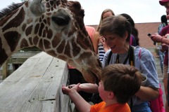 Giraffe finding a yummy treat... :)