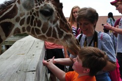 Giraffe finding a yummy treat... :)