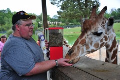 Daddy takes a turn feeding the giraffe...