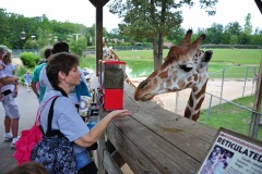 Mommy with some more giraffe food...