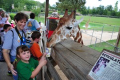 Sneaky giraffe!