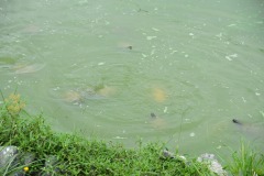 Quite the collection of turtles...