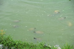 Quite the collection of turtles...