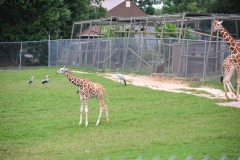 The baby giraffe going walkabout...
