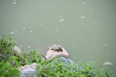 A turtle relaxing on a rock...