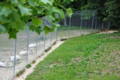 The addax are rather happy to have that tall fence for some reason I can't quite fathom...