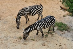 A gaggle of zebra...