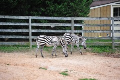 A gaggle of zebra...
