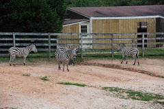 A gaggle of zebra...