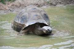 Now that's a big tortoise...