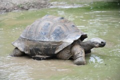 Now that's a big tortoise...