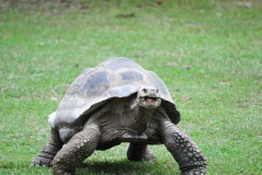 That tortoise sports a huge smile!