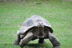 He's on the move...