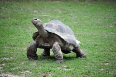 He's on the move...