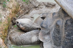 Enjoying the cool mud...
