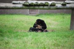 The chimpanzees enjoying the day...