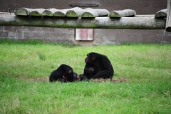 The chimpanzees enjoying the day...
